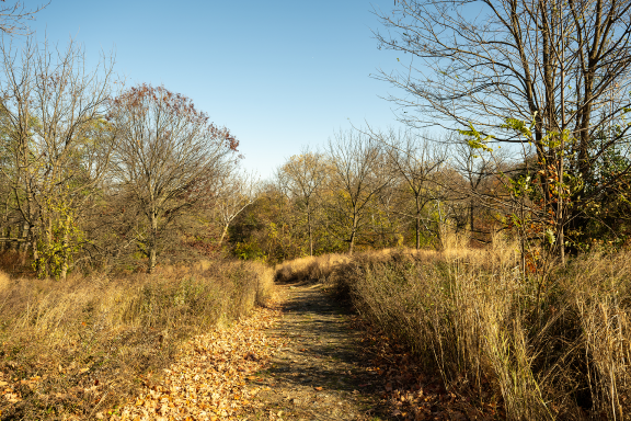 Path through a meadow at FDR Park